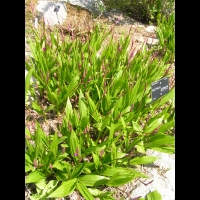 Bletilla Striata (fam. Orchidacees) (Chine) (01)